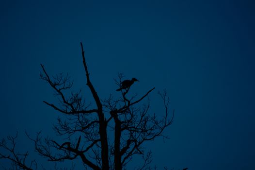 Bird silhouette in tree with bare branches against dark sky with copy space