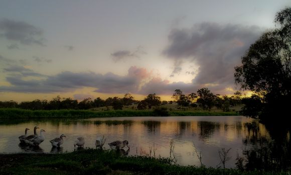 View of lake with ducks and tree