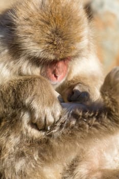 Japanese monkey feeling itchy
