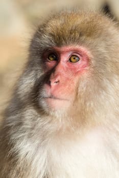 Monkey portrait