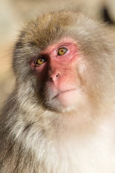 Monkey portrait