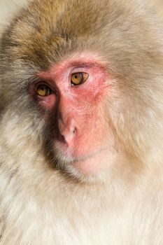 Lovely Monkey portrait