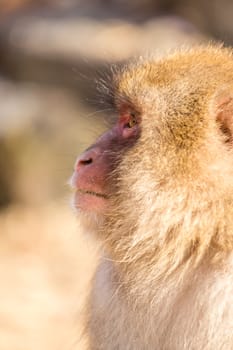 Side profile of monkey