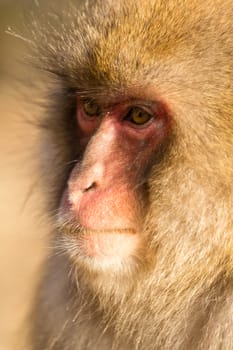 Monkey portrait