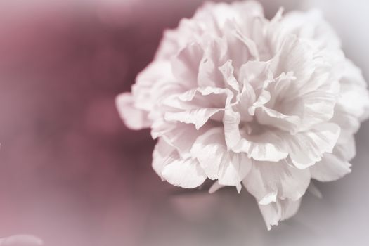 beautiful flowers made with color filters abstract