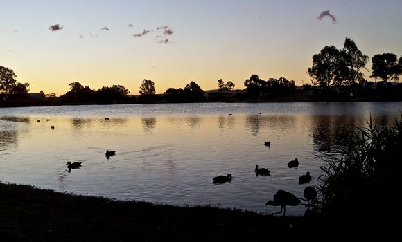 View of lake with ducks and tree