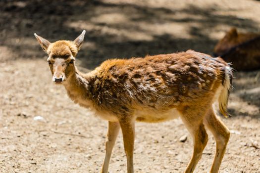young roe deer standing in the forest