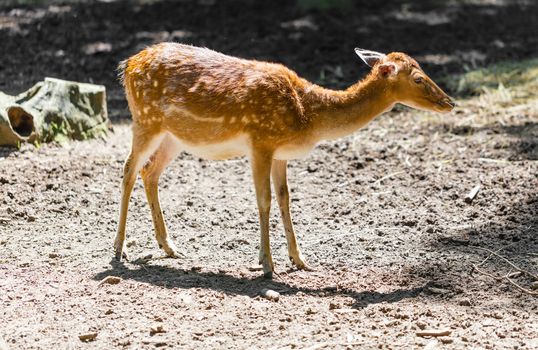 young roe deer standing in the forest