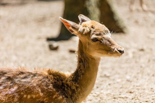young roe deer standing in the forest