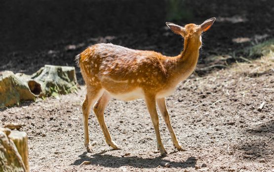 young roe deer standing in the forest