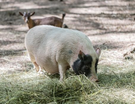 Vietnamese pig are grazed on a farm outdoors