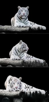 White the Bengal tiger on a black background