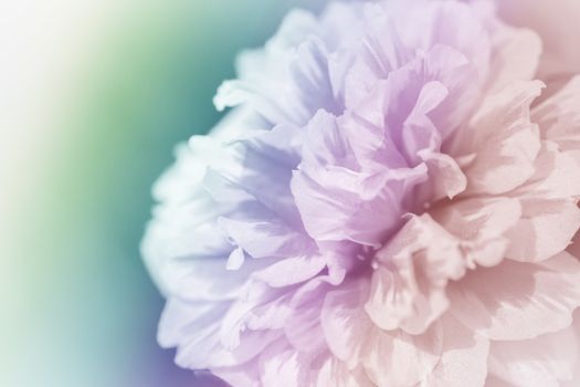 beautiful flowers made with color filters abstract