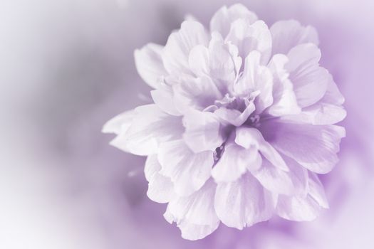 beautiful flowers made with color filters abstract