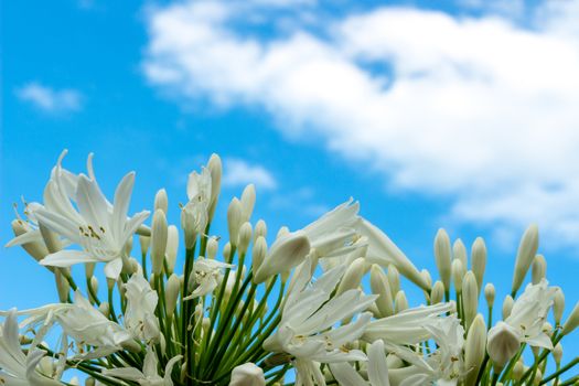 Madonna lilies on a blue sky (Lilium Candidum)