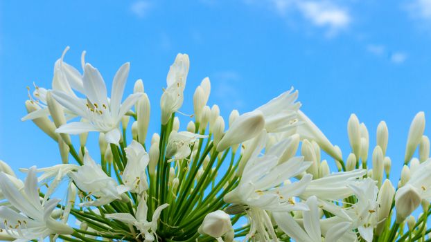 Madonna lilies on a blue sky (Lilium Candidum)