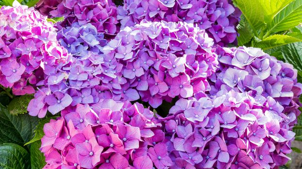 Colorful hydrangea bushes,outdoors in the garden.