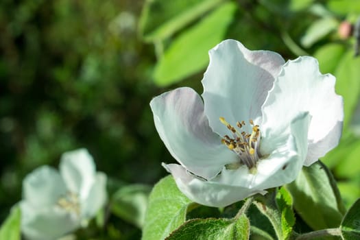 Detail of quince blossom in spring time.