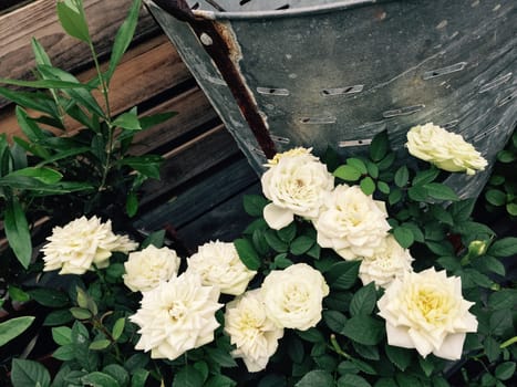 Blooming white roses in the retro style summer garden. 