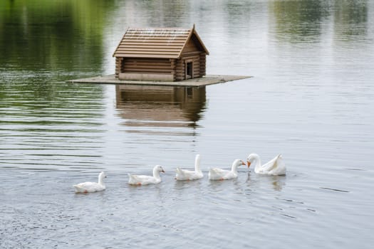 A flock of swans swimming on the lake in the background floating house for the birds