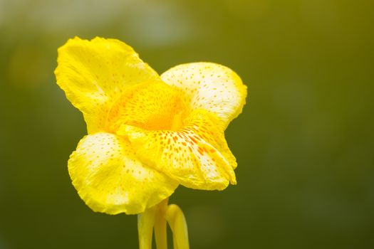 Radiant Canna Lily Blossom on a Summer Day, flower background