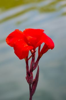 Radiant Canna Lily Blossom on a Summer Day, flower background