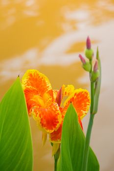 Radiant Canna Lily Blossom on a Summer Day, flower background