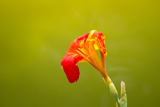 Radiant Canna Lily Blossom on a Summer Day, flower background