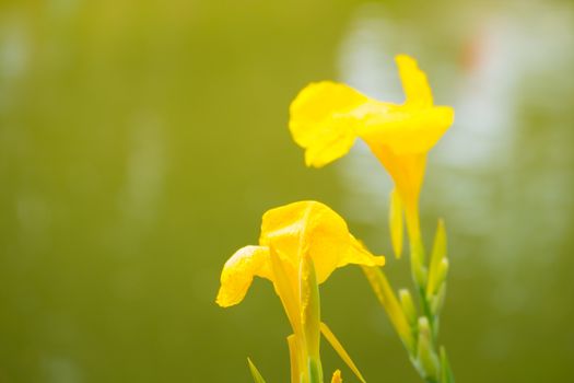 Radiant Canna Lily Blossom on a Summer Day, flower background