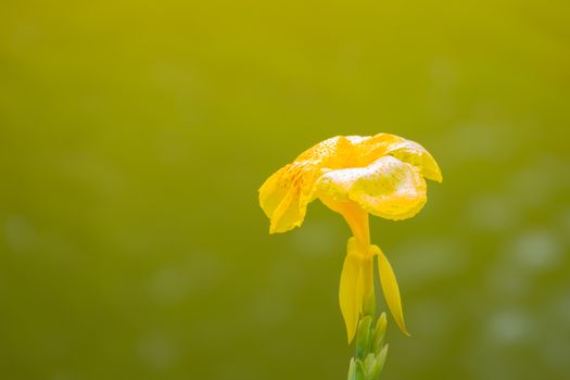 Radiant Canna Lily Blossom on a Summer Day, flower background