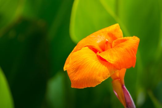 Radiant Canna Lily Blossom on a Summer Day, flower background