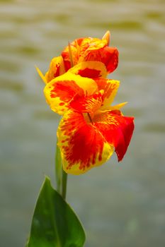 Radiant Canna Lily Blossom on a Summer Day, flower background