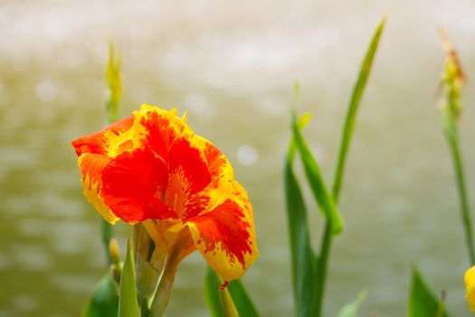 Radiant Canna Lily Blossom on a Summer Day, flower background