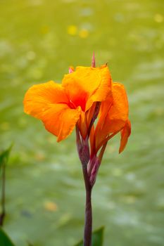 Radiant Canna Lily Blossom on a Summer Day, flower background