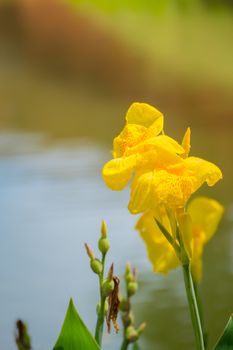 Radiant Canna Lily Blossom on a Summer Day, flower background