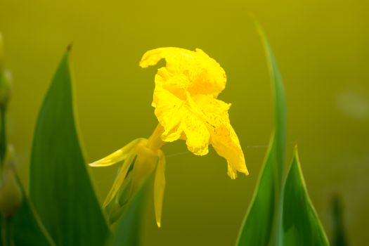 Radiant Canna Lily Blossom on a Summer Day, flower background