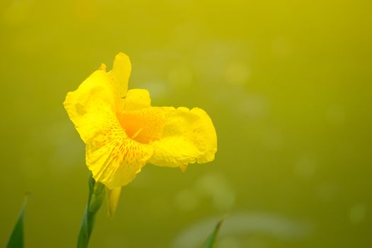 Radiant Canna Lily Blossom on a Summer Day, flower background