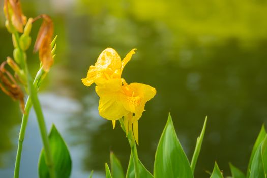 Radiant Canna Lily Blossom on a Summer Day, flower background