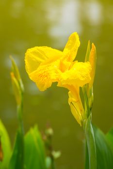 Radiant Canna Lily Blossom on a Summer Day, flower background