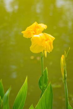 Radiant Canna Lily Blossom on a Summer Day, flower background