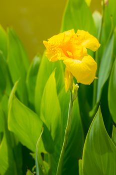 Radiant Canna Lily Blossom on a Summer Day, flower background