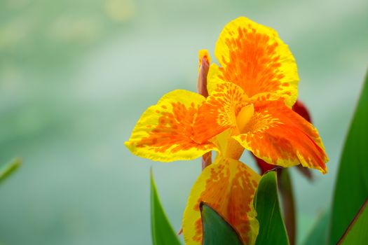 Radiant Canna Lily Blossom on a Summer Day, flower background