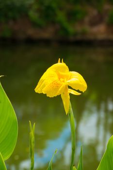 Radiant Canna Lily Blossom on a Summer Day, flower background