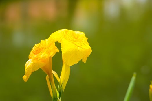 Radiant Canna Lily Blossom on a Summer Day, flower background