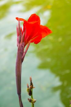 Radiant Canna Lily Blossom on a Summer Day, flower background