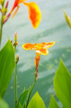 Radiant Canna Lily Blossom on a Summer Day, flower background