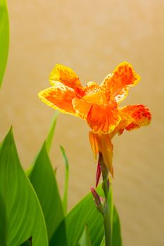 Radiant Canna Lily Blossom on a Summer Day, flower background