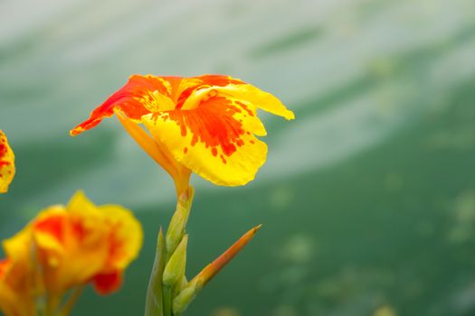 Radiant Canna Lily Blossom on a Summer Day, flower background