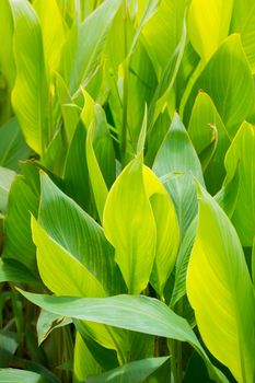 Radiant Canna Lily Blossom on a Summer Day, flower background