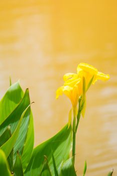 Radiant Canna Lily Blossom on a Summer Day, flower background